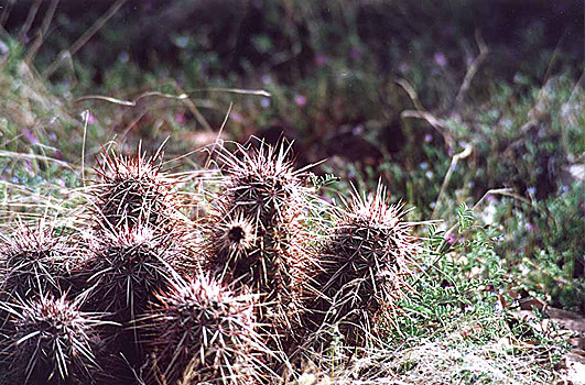 Hedgehog Cactus