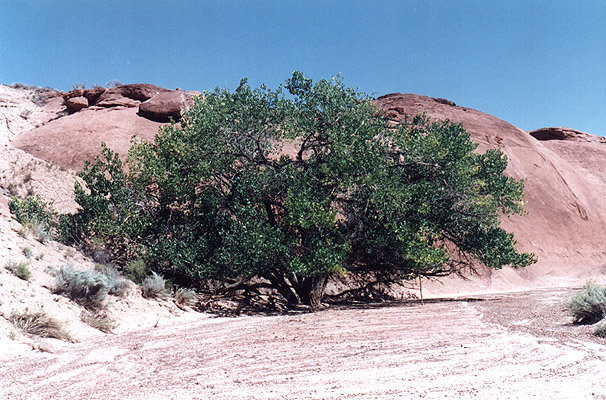 Large tree in the wash.